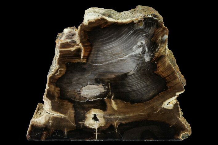 Polished Petrified Wood Stand-up - McDermitt, Oregon #166103